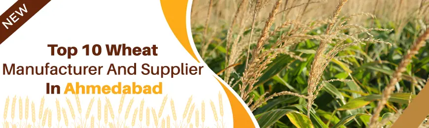 Wheat Manufacturers in Ahmedabad