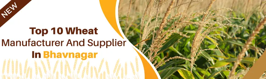 Wheat Manufacturers in Bhavnagar