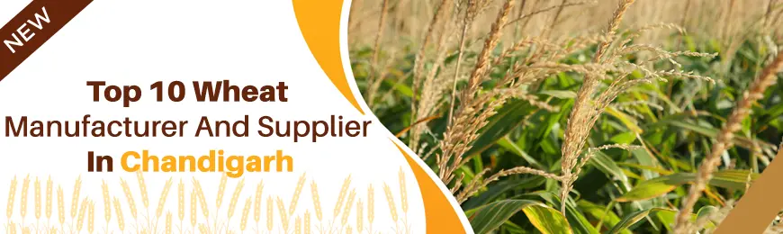 Wheat Manufacturers in Chandigarh