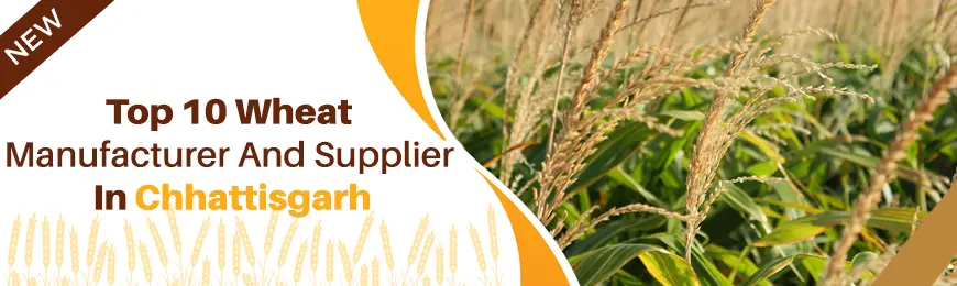 Wheat Manufacturers in Chhattisgarh