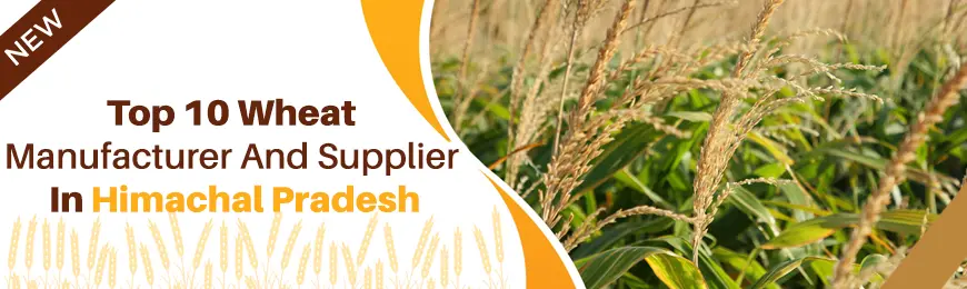 Wheat Manufacturers in Himachal Pradesh