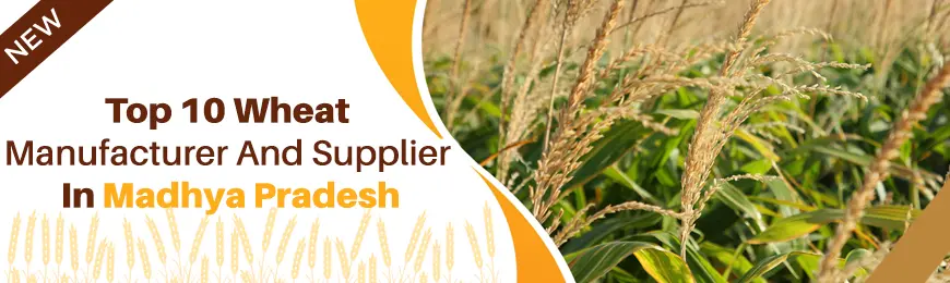 Wheat Manufacturers in Madhya Pradesh