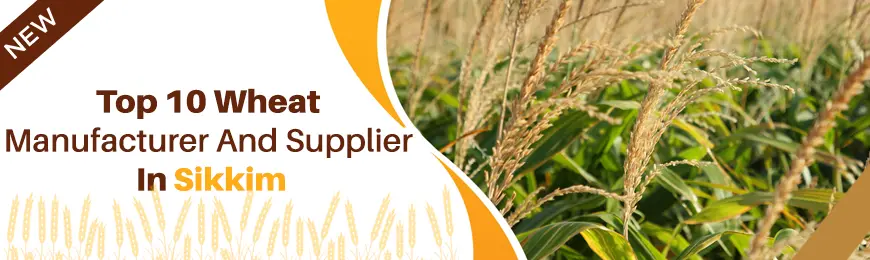 Wheat Manufacturers in Sikkim