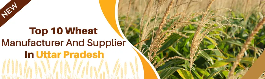 Wheat Manufacturers in Uttar Pradesh
