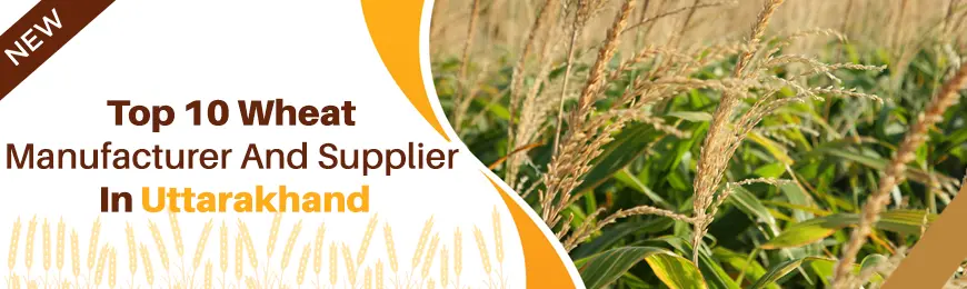 Wheat Manufacturers in Uttarakhand